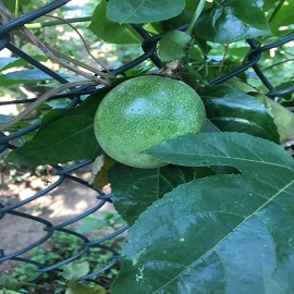 百香果，果樹區(qū)，放在百香果樹后面（前面的百香果樹改成百香果）.jpg